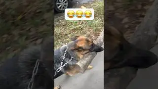 Дива такая Дива😂 #немецкаяовчарка #собака #животные #germanshepherd #рыжийкот #cat #топ
