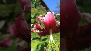 Лилия ОТ- гибрид, цветущая последней, Мисс Фея.
