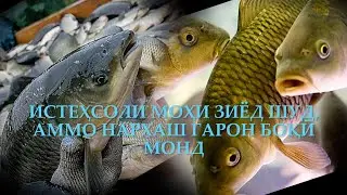 Имтиёз дар андоз кимати дар бозор