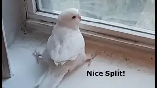 Owning My Parakeet In A Nutshell.