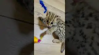 wild cat #wildcats #alc #l leopard #алк #леопард #дикиекошкидлядома #пятнистые #котики