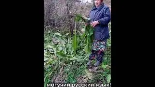 Загадочное русское слово🤔