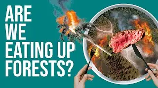Eating Up The Rainforests | Meat & deforestation