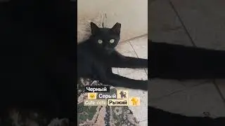 три кота 😹,черный, серый и рыжий, cute cats