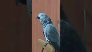 Опять Маруся с Чижиком гуляет