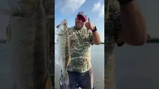 #судак #рыбалкасгидом #рыболовныйгид #рыболовнаябаза #fishinglife #zender #fishingtips