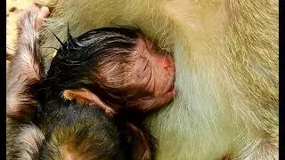 Newborn baby China eyes very active get milk - Mom still hurt & worry no milk for baby 2nd day.
