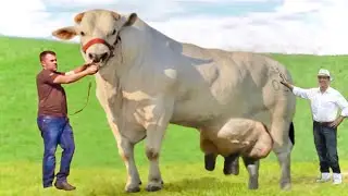 Chianina biggest cattle breed in the world-World record-Italy-huge cattle breed-documentary