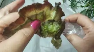 Unpacking a parcel with begonias.