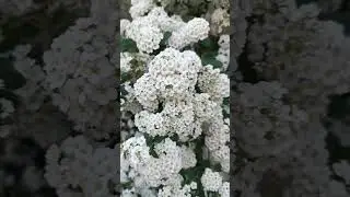 Бабушка называла ее "Невеста"