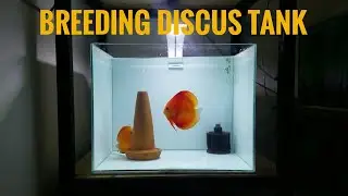 Beli Akuarium Breeding Discus Fullset Bekas