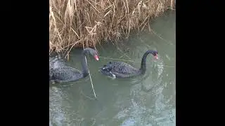 Чёрный лебедь - прекрасная и экзотическая птица! Black Swan #shorts
