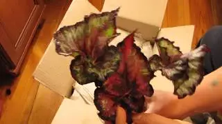 Распаковка посылки с бегониями от Диметрис (Dimetris). Упаковка растений для отправки почтой.