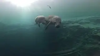 Free diving with Manatees at Hospital Hole 2024
