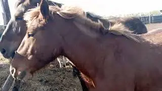 Жеребец уводит кобыл за собой