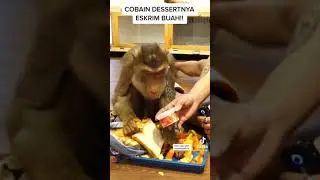 Monyet makan nasi padang