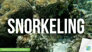 Maldives Snorkeling Experience