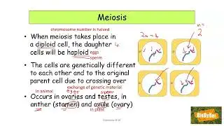 L.C. Biology Meiosis Definition