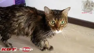 🐱 Две защитные открывающиеся сетки решетки антикошка на окна в комнату для кота КОТ Stop