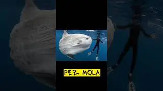 Los PECES más EXTRAÑOS del MUNDO