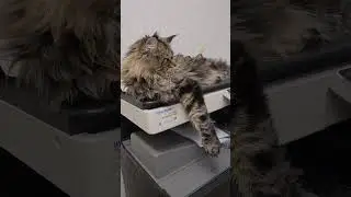 Мэйн Кун на работе