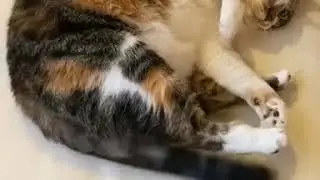 when your feet smell