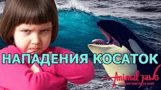 Killer whale (Orcinus orca) attack on a man