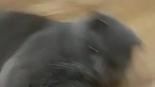 Подозрительный кот :/