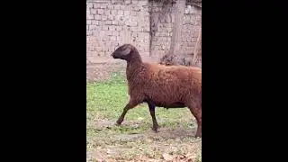 Hisori sovliq 978441967 Sotuvda. Hissar sheep