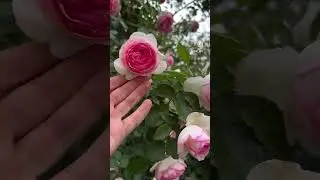 Роза Пьер де Ронсар
