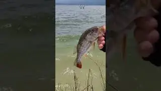 Pesca de tucunare en Hidrosogamoso o Topocoro con Yo Zuri Crystal Minnow
