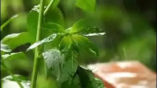 lluvia sobre plantas en medio de la naturaleza relajante 1 hora