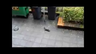 Белки во дворе