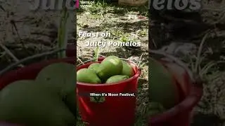 Happy Moon Festival｜Tastes of Taiwan (full film available on PTS World Taiwan)