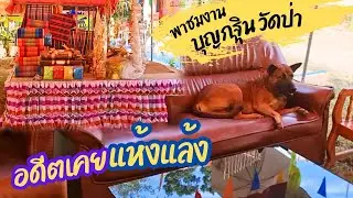 งานบุญกฐินวันที่ 14-15 พ.ย 67#ปังปอนลูกแม่เกียง #แม่เกียงเลี้ยงแมวจร
