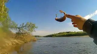 Хотів впіймати чехонь, а попався ЯЗЬ:)