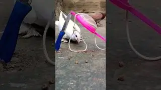 Pigeon trap with thread //Bird trap easy homemade