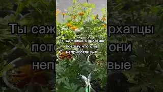 Мы разные😏 #цветы #бархатцы #сад #рассада #садовыецветы