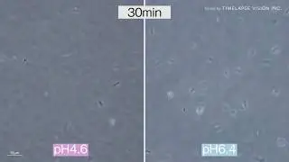 Effect of pH on H. suis motility