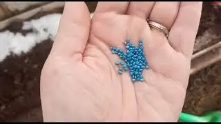Снега по колено а я сажаю редиску.