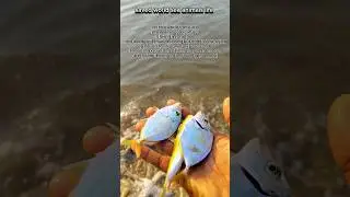 saved world sea animals life|| #sea #shorts #animals #fish
