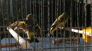 Como salvar cabecita negra (Lo SALVE!)