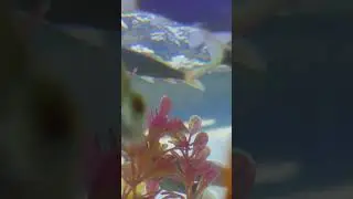seger sekaliii liat ikan koi lagi renang
