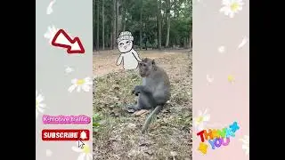 Momy jenny eating alone without her teammate…#shorts #animals #monkeyeating