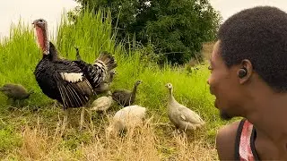 My Caring Male Turkey Raises Guinea Fowl