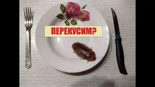Кормовые культуры - ТАРАКАНЫ