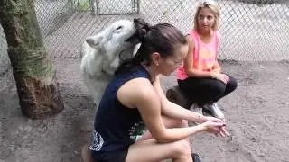 Shy Wolf Sanctuary
