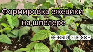 Формировка ежевики на шпалере. Новый способ