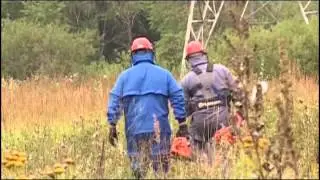 Энцефалит