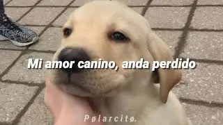 Amor canino - Lazcano Malo // Letra.